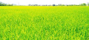 Xưởng bán, cung cấp Khay gieo mạ cấy cao cấp bền đẹp tại Thái Bình