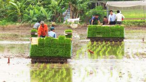 Cơ sở sản xuất, phân phối Khay gieo mạ cấy cao cấp bền đẹp tại Quảng Nam