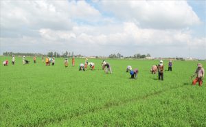 Đại lý sản xuất, phân phối Khay gieo mạ cấy giá rẻ bền đẹp tại Ninh Thuận