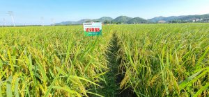 Cơ sở sản xuất, phân phối Khay gieo mạ cấy tiêu chuẩn Nhật bản tại Đắk Nông