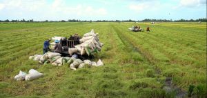 Công ty sản xuất, phân phối Khay gieo mạ cấy tiêu chuẩn Nhật Bản tại Bình Phước