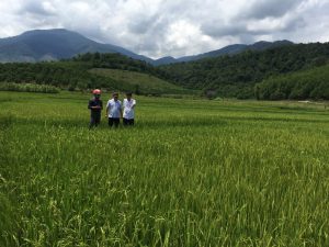 Đại lý sản xuất, phân phối Khay gieo mạ cấy tiêu chuẩn Nhật bản tại Đắk Lắk