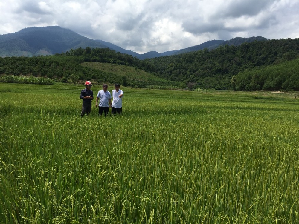 Sử dụng khay gieo mạ cấy Trọng Đức trong gieo cấy lúa tại Đăk Lăk Đại lý sản xuất, phân phối Khay gieo mạ cấy tiêu chuẩn Nhật bản tại Đắk Lắk