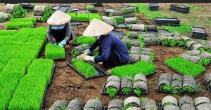 Nơi bán, cung cấp Khay gieo mạ cấy giá rẻ bền đẹp tại Lâm Đồng