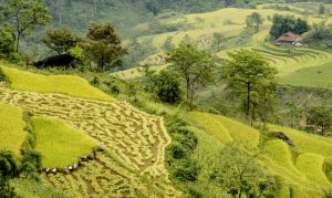 Cơ sở bán, cung cấp Khay gieo mạ cấy giá rẻ bền đẹp tại Tuyên Quang