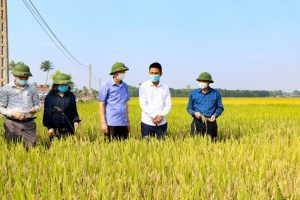 Kiểm tra chất lượng lúa gieo cấy bằng khay gieo mạ Trọng Đức