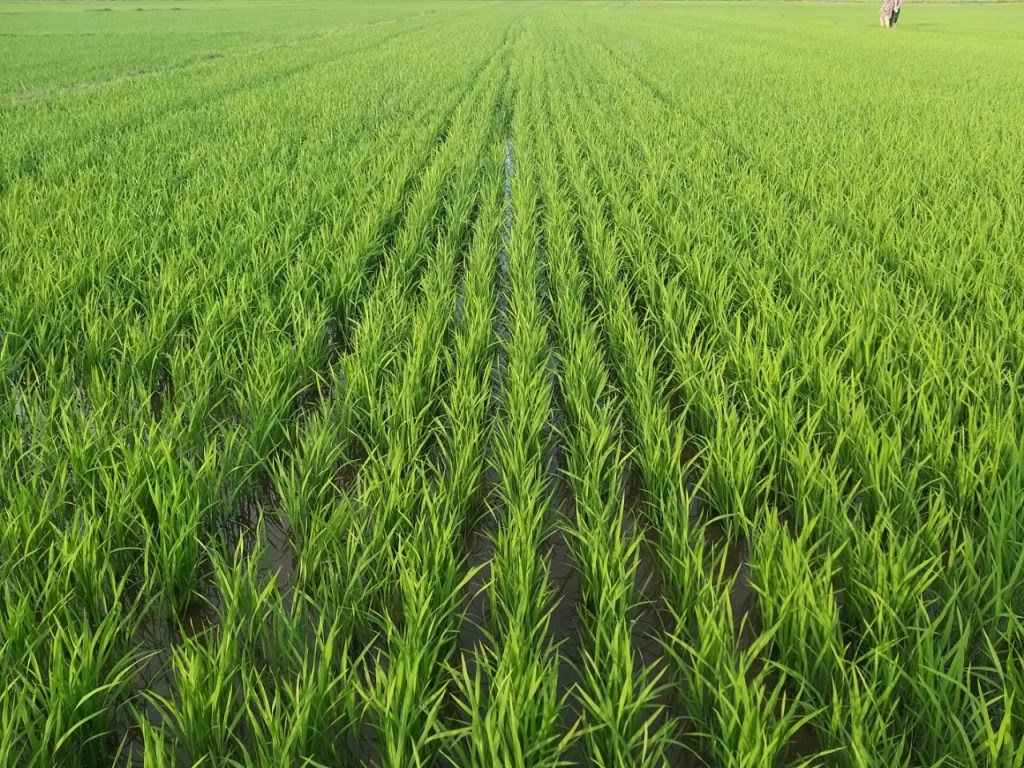 Cơ sở buôn bán Khay gieo mạ cấy tiêu chuẩn Nhật bản tại Phú Yên