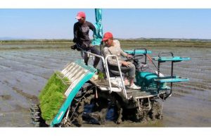 Kích thước Khay gieo mạ cấy giá rẻ bền đẹp dùng cho máy Cấy Kubota SPU-68C