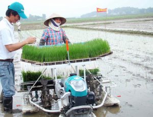 Sản xuất, phân phối Khay gieo mạ cấy tương thích với máy cấy Kubota SPW48C