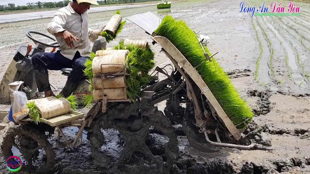 Máy cấy lúa Kubota Bán, cung cấp Khay gieo mạ cấy cao cấp bền đẹp sử dụng cho máy cấy lúa Kubota