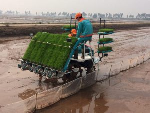 Mẫu Khay gieo mạ cấy giá rẻ bền đẹp thích hợp với máy cấy mạ khay