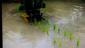 Hướng dẫn cách sử dụng Khay gieo mạ cấy cao cấp bền đẹp sử dụng cho máy CẤY LÚA MINI 2 HÀNG MẠ NHỔ