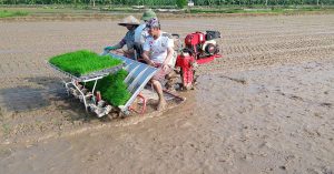 Báo giá Khay gieo mạ cấy giá rẻ bền đẹp tương thích với máy cấy made in Vietnam