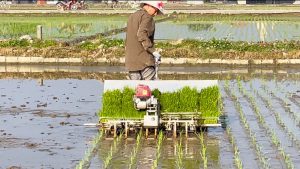 Hướng dẫn cách sử dụng Khay gieo mạ cấy giá rẻ bền đẹp sử dụng cho máy cấy lúa tự động