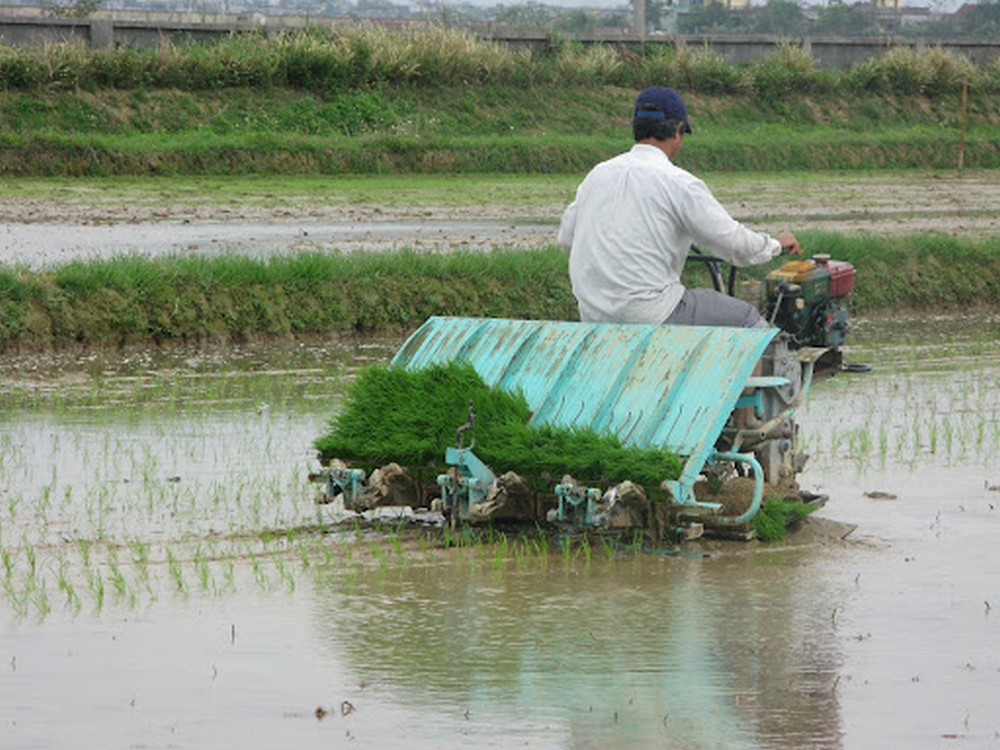 Kích thước Khay gieo mạ cấy cao cấp bền đẹp ứng dụng cho máy cấy lúa mạ nhổ