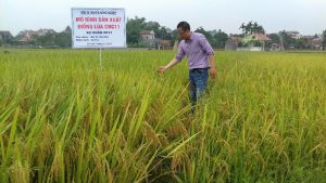 Nơi sản xuất, phân phối Khay gieo mạ cấy tiêu chuẩn Nhật bản tại Sơn La