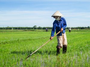 Cơ sở buôn bán Khay gieo mạ cấy tiêu chuẩn Nhật bản tại Phú Yên
