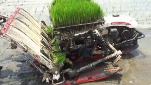 Báo giá Khay gieo mạ cấy cao cấp bền đẹp dùng cho máy cấy lúa Yanmar