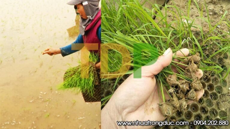 Khay gieo mạ cấy đứng - sản phẩm khay gieo mạ ném giúp bà con tăng năng suất