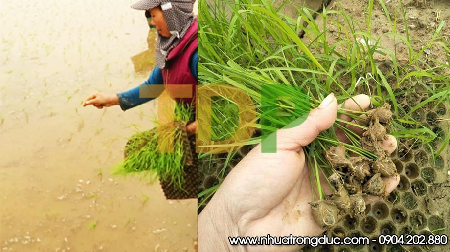 Khay gieo mạ cấy đứng - sản phẩm khay gieo mạ ném giúp bà con tăng năng suất Khay gieo mạ cấy đứng - sản phẩm khay gieo mạ ném giúp bà con tăng năng suất