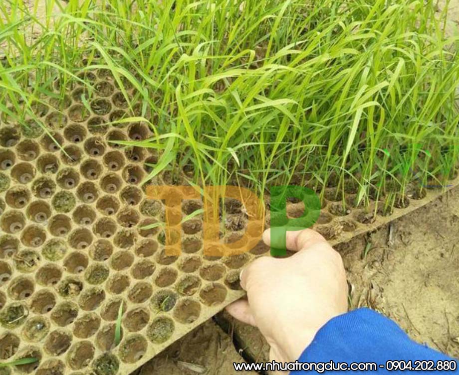 khay-gieo-ma-cay-dung-khay-gieo-ma-nem (4) Khay gieo mạ cấy đứng - sản phẩm khay gieo mạ ném giúp bà con tăng năng suất